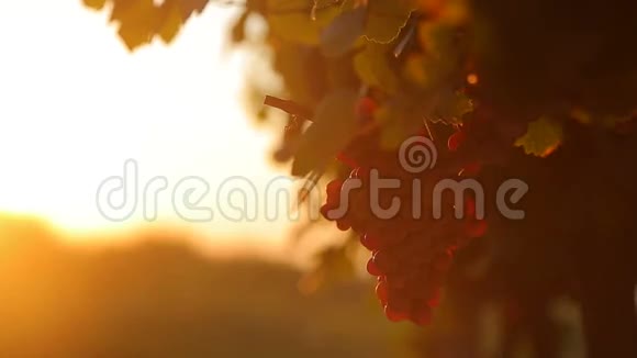 日落红葡萄视频的预览图