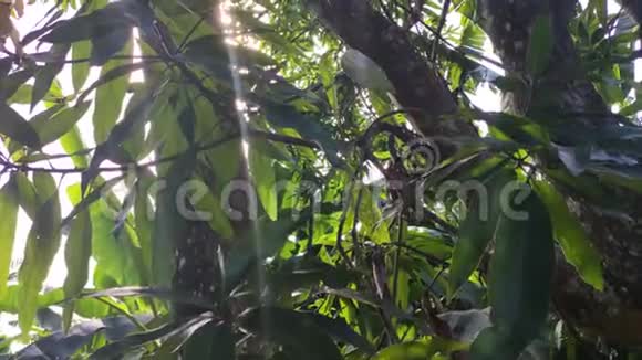 大自然中的芒果植物视频的预览图