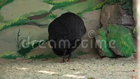 动物园里的几内亚家禽视频的预览图