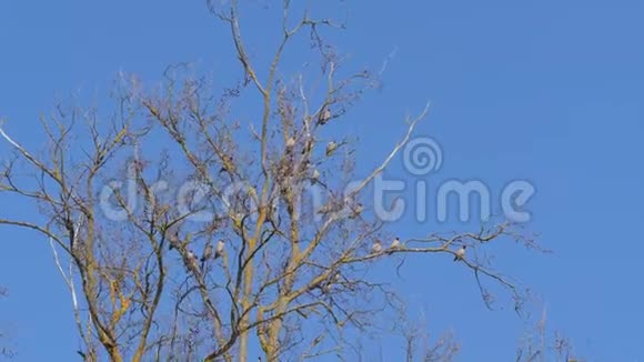 一群鸟在树上视频的预览图