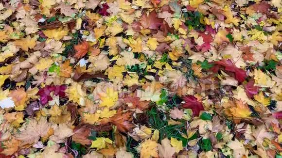 秋天的树叶躺在草地上视频的预览图