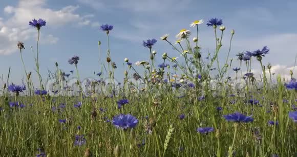 夏天的蓝色矢车菊视频的预览图