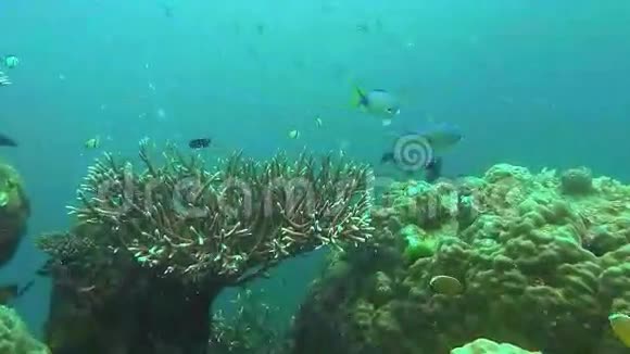 珊瑚和暗礁鱼视频的预览图