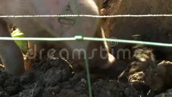 猪在泥巴里爬视频的预览图