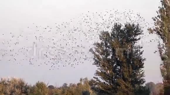 一群鸟在头顶飘扬大量鸟类的自发运动视频的预览图