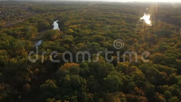 晴天的秋天森林视频的预览图