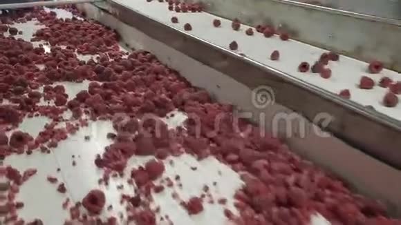 冷冻蓝莓的工业加工视频的预览图