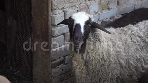 羊进了笔里视频的预览图