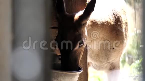 鹿吃食物的运动视频的预览图