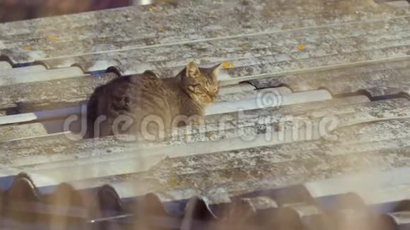 猫在屋顶上视频的预览图