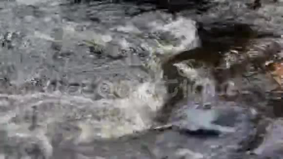 水流中的漩涡视频的预览图