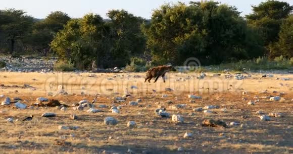 纳米比亚埃托沙的鬣狗野生动物视频的预览图
