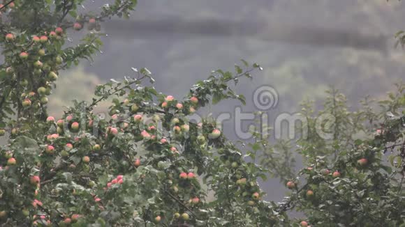 雨中的苹果树视频的预览图