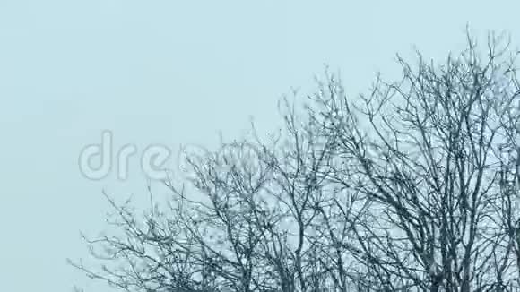 阴天在树上下雪视频的预览图