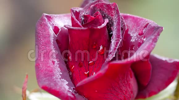 带霜的深红玫瑰视频的预览图