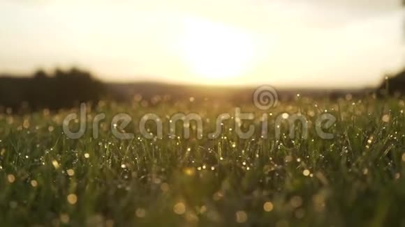 有露水的草模糊的草地背景与水滴特写自然绿色春天环境理念慢动作苏视频的预览图