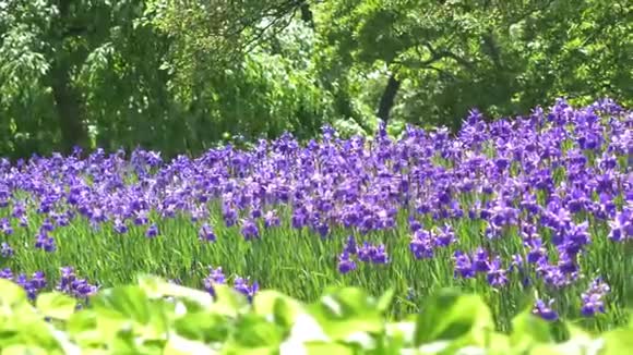 清晨紫春花的田野美丽的紫罗兰草甸盛开的花朵景观神奇森林视频的预览图