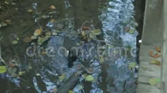 黑鸭在池塘里游泳视频的预览图