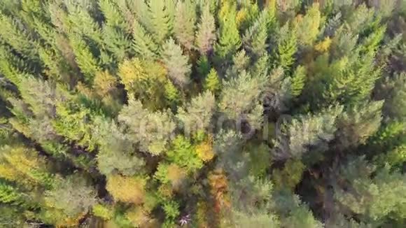 飞越森林视频的预览图