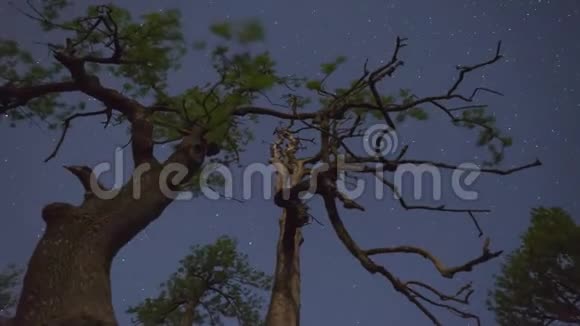 树和夜空视频的预览图