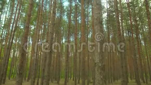 郁郁葱葱的森林对抗天空视频的预览图