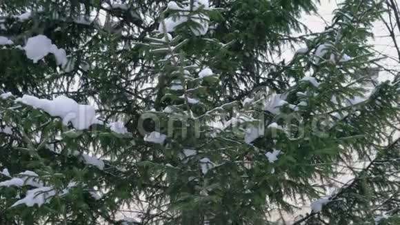 云杉和降雪的树枝视频的预览图