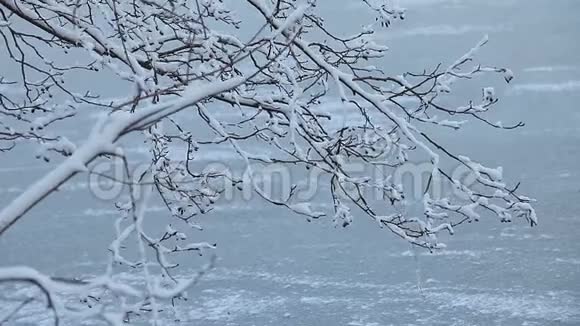 白色的冬季景观视频的预览图