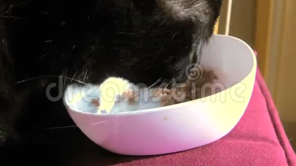 猫吃宠物食物视频的预览图