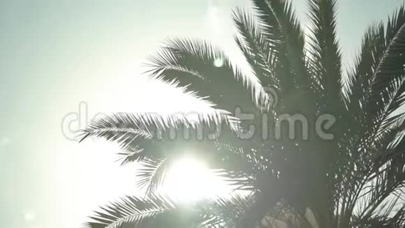 棕榈树和太阳视频的预览图