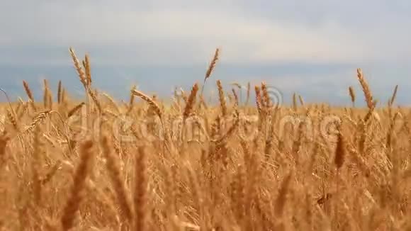 一年生的草麦视频的预览图
