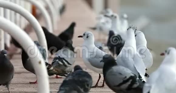 许多鸟儿乞求食物视频的预览图