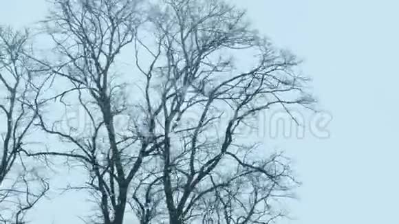 大雪覆盖树木视频的预览图