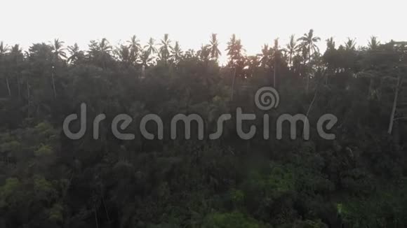 丛林上空日落视频的预览图