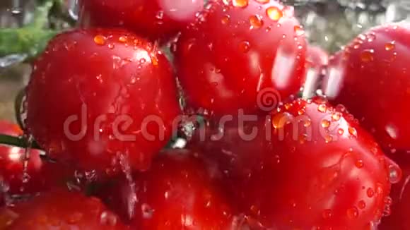 樱桃番茄和水浇在上面视频的预览图
