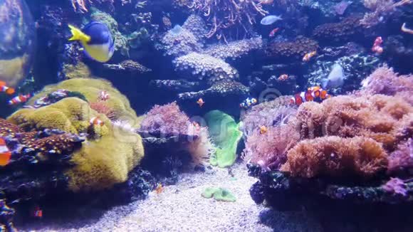 带有小丑鱼和其他彩色鱼的水族馆背景是珊瑚视频的预览图