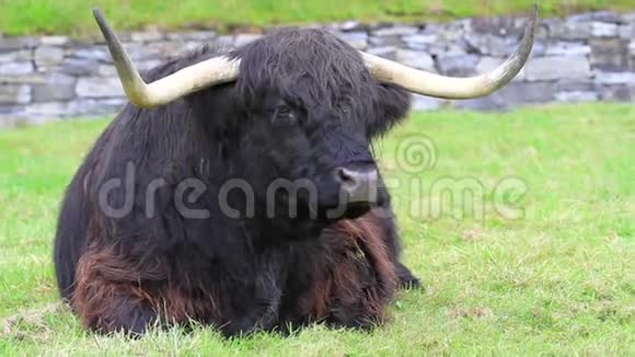 苏格兰高地牛视频的预览图