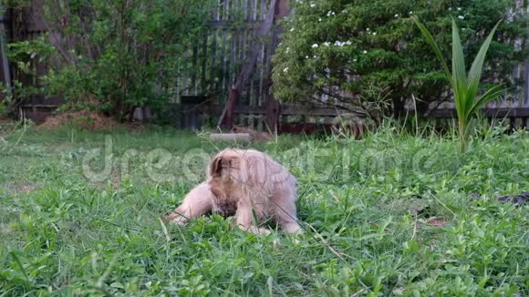 棕色狗坐在草地上视频的预览图