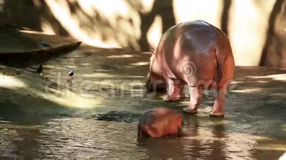 动物园里的河马和婴儿视频的预览图