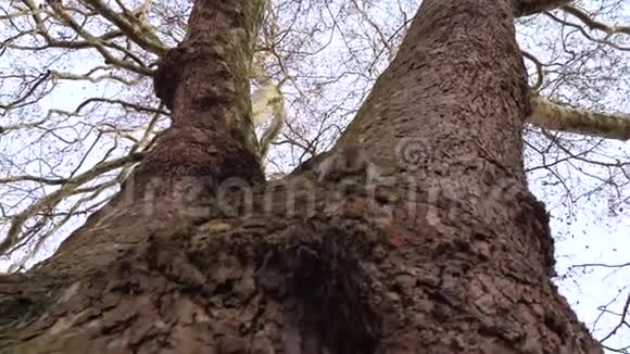 树上的松鼠视频的预览图