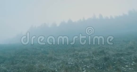 在雾上走到森林视频的预览图