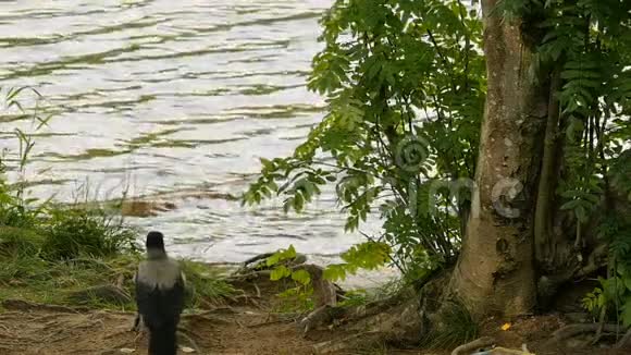 格雷乌鸦在河边视频的预览图