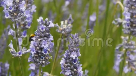 薰衣草的蜜蜂视频的预览图