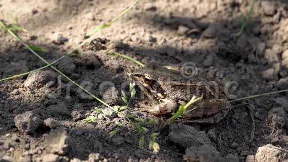 青蛙坐在地上视频的预览图