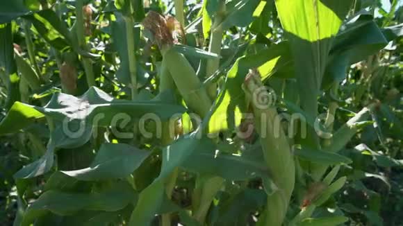 4KUHD上的成熟玉米视频的预览图