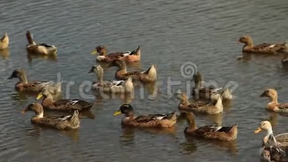 鸭子在池塘里游泳视频的预览图