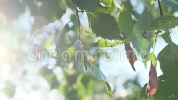 阳光透过树叶照射视频的预览图