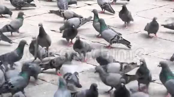 鸽子在地上觅食视频的预览图