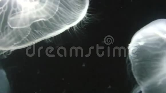 月亮水母视频的预览图