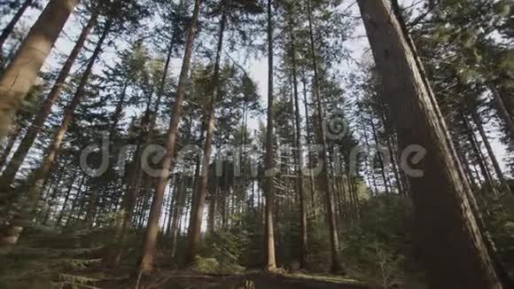 森林高大的松树视频的预览图