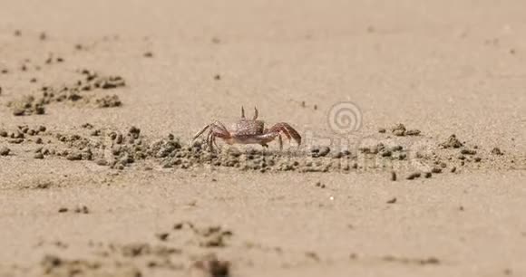 沙中的鬼蟹视频的预览图